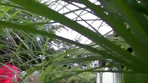 Asian urine sluts piss in alley