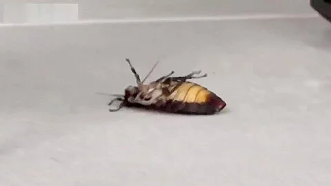 Linda crushing roaches under sharp black leather high heels.