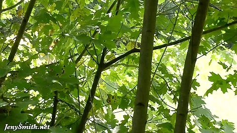 Tied Up Naked In The Forest - Jeny Smith