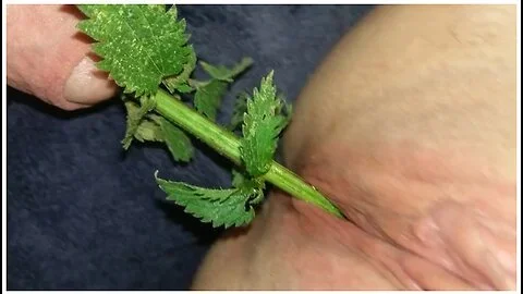 Urethral Nettle Fucking - Bdsm Sub Female Takes Nettles In The Pussy