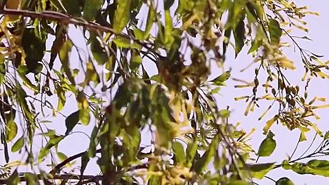 Stop! cheerleader enjoy big black cock