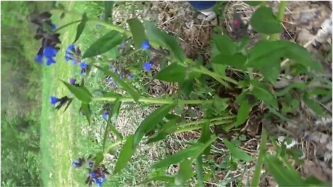 Mature Bbw Outdoor Pissing And Hairy Pussy Pov