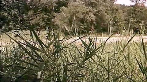 Sybil Danning, Eva Garden, Alena Penz and Others - Naughty Nymphs (1972)