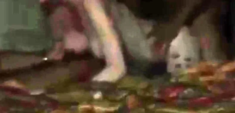 Little thot pwned by BBC - 6