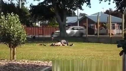 Couple making out in park