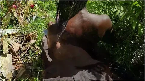 Black Beauty Sun Bathing In Public & Showering Outdoors In Paradise With No Face Girl And Petite Girl