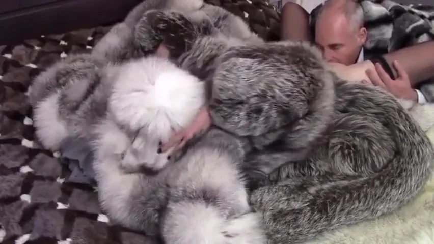 Couple In Fur Coat. Blowjob, Cunnilingus, Sex