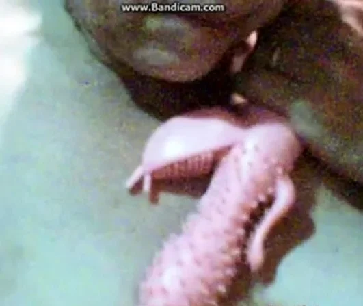 Bbw Granny Webcam 2