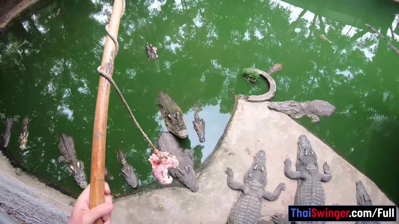 Crocodiles munching and making his amateur Thai GF cum hard